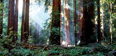 Muir Woods National Monument